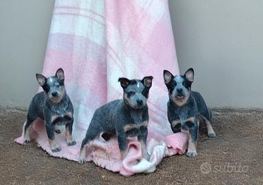 Australian cattle dog