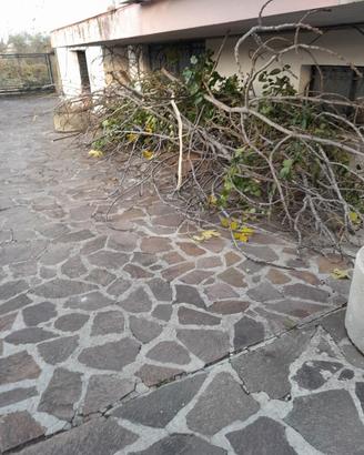 Legna da ardere
