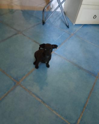 cucciola di pincher femmina 