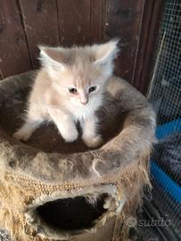 Maine coon