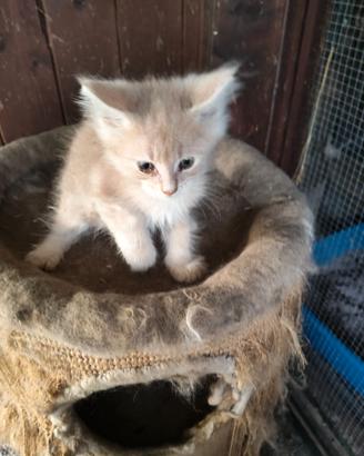 Maine coon