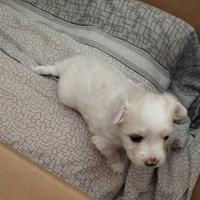 Cucciolo di maltese