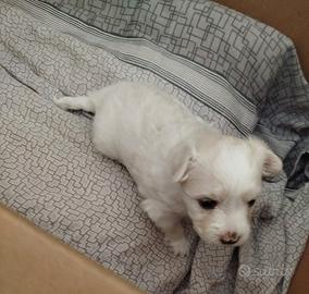 Cucciolo di maltese