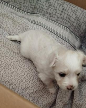 Cucciolo di maltese