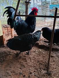 Galline australorp