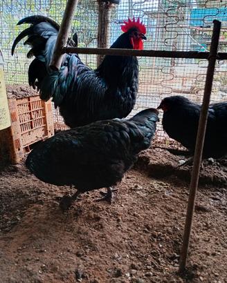 Galline australorp