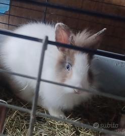 Coniglio nano