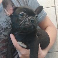 Cuccioli bulldog francese