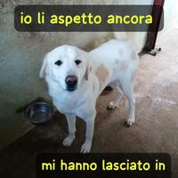 Lory 4 anni taglia grande 50 kg circa