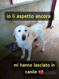 Lory 4 anni taglia grande 50 kg circa