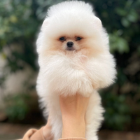 Pomerania nano colore bianco