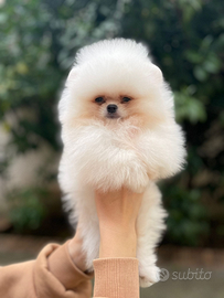 Pomerania nano colore bianco