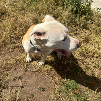 Pit bull