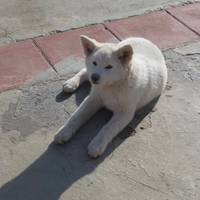 Akita inu