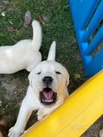 Cucciolo labrador retriver