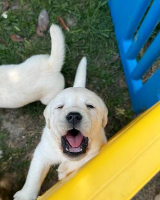 Cucciolo labrador retriver