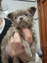 Chihuahua con pedigree