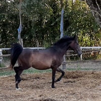 Cavallo pony