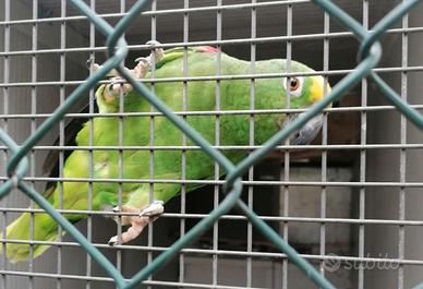 Amazzone fronte gialla