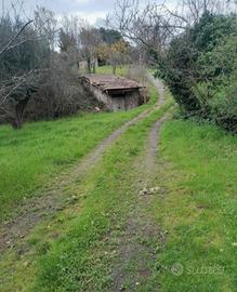 Terreno con olivi e cantina accatastata