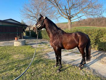 Zanghershaide 8 anni