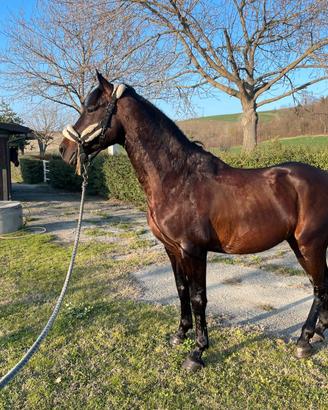 Zanghershaide 8 anni