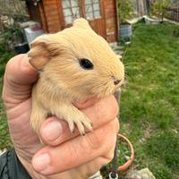 Cccioli di porcellino d'india vari colori