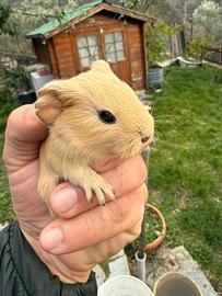 Cccioli di porcellino d'india vari colori