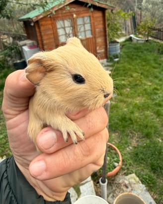 Cuccioli di porcellino d'india vari colori