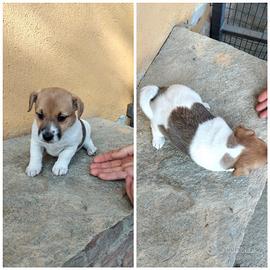 Cuccioli jack russel con pedigree