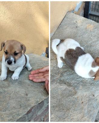Cuccioli jack russel con pedigree