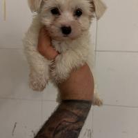 Maltipoo mini toy