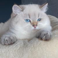 Louis british shorthaire