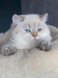 Louis british shorthaire