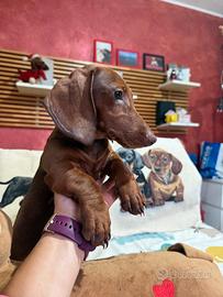 Cucciolo bassotto tedesco pelo corto pedigree