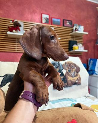 Cucciolo bassotto tedesco pelo corto pedigree
