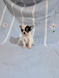 Mini cucciola chihuahua, allevamento enci