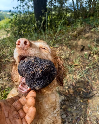 cane da tartufi