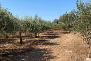 Terreni