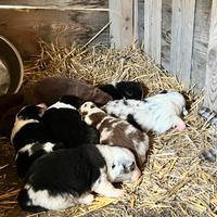 Cuccioli di border collie
