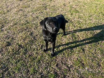 Labrador femmina
