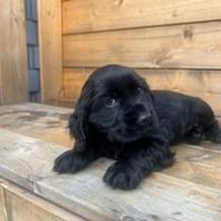 Maschietti Cocker Spaniel neri carattere delizioso