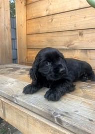 Maschietti Cocker Spaniel neri carattere delizioso