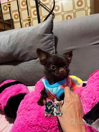 Chihuahua disponibile