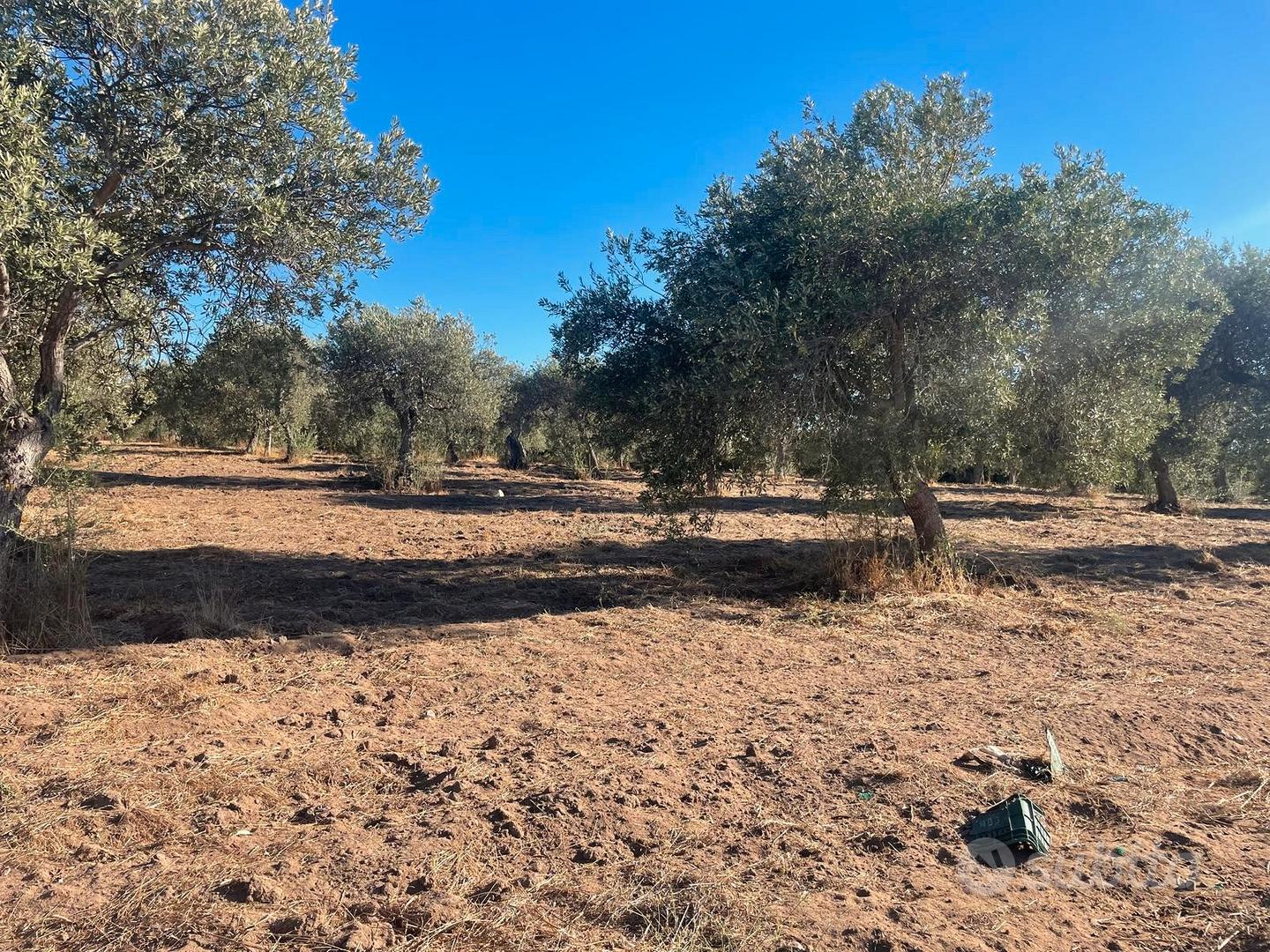 Terreno agricolo con uliveto a 5 minuti da Sorso - Vista 3