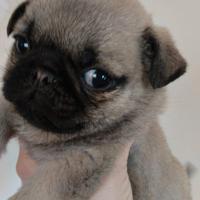 Carlino nano maschio