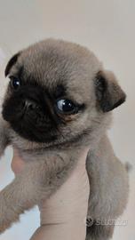 Carlino nano maschio