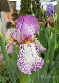 Iris germanica bianco+rosa rizome