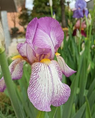 Iris germanica bianco+rosa rizome