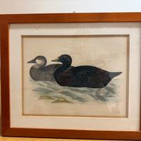 Stampe artistiche colorate antiche di B. Fawcett